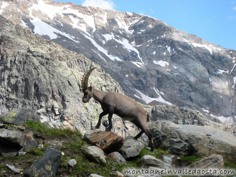 stambecchi al rifugio mezzalama